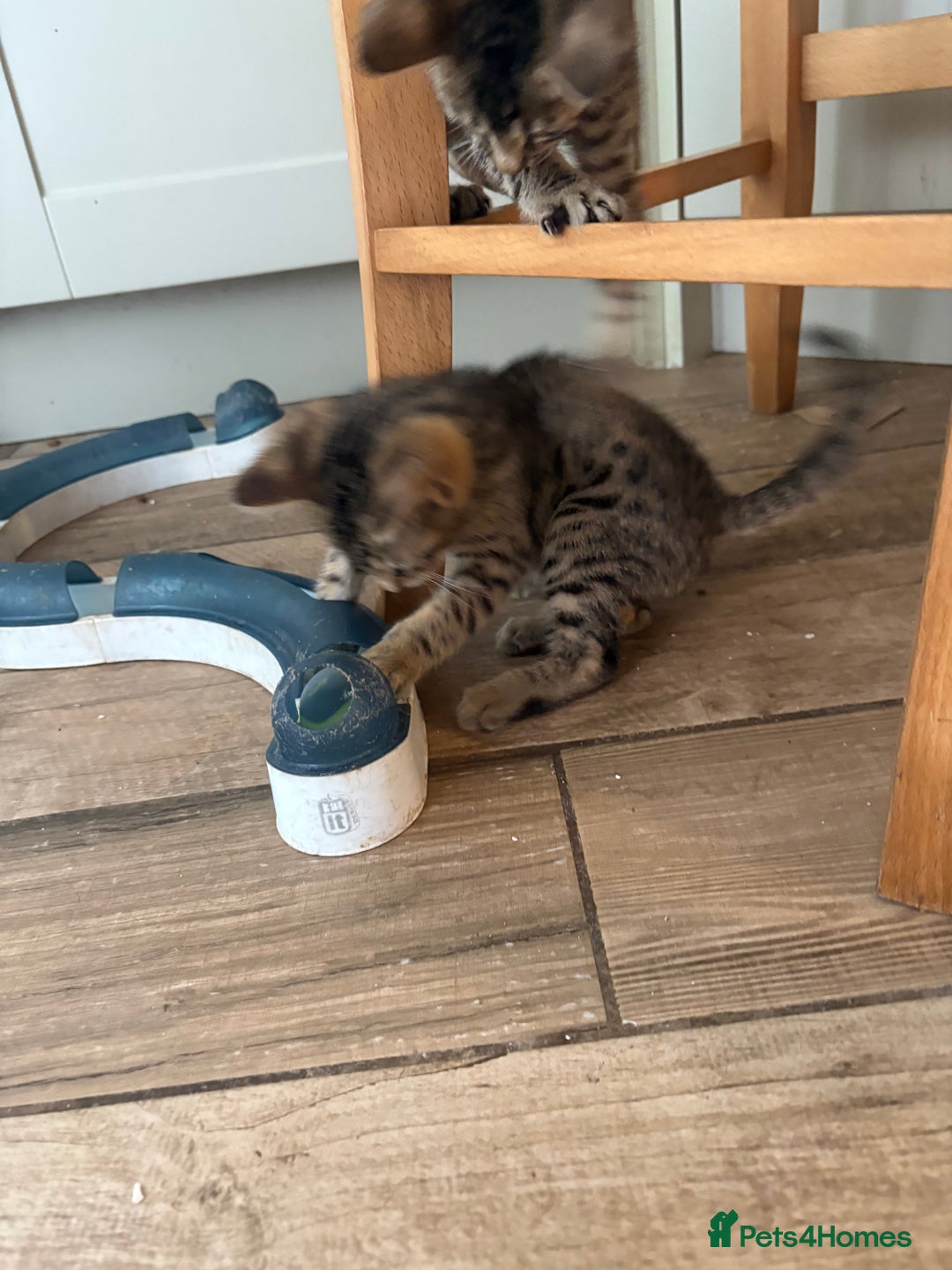 Bengal cats for sale: Bengal cubs for sale  - Image 10