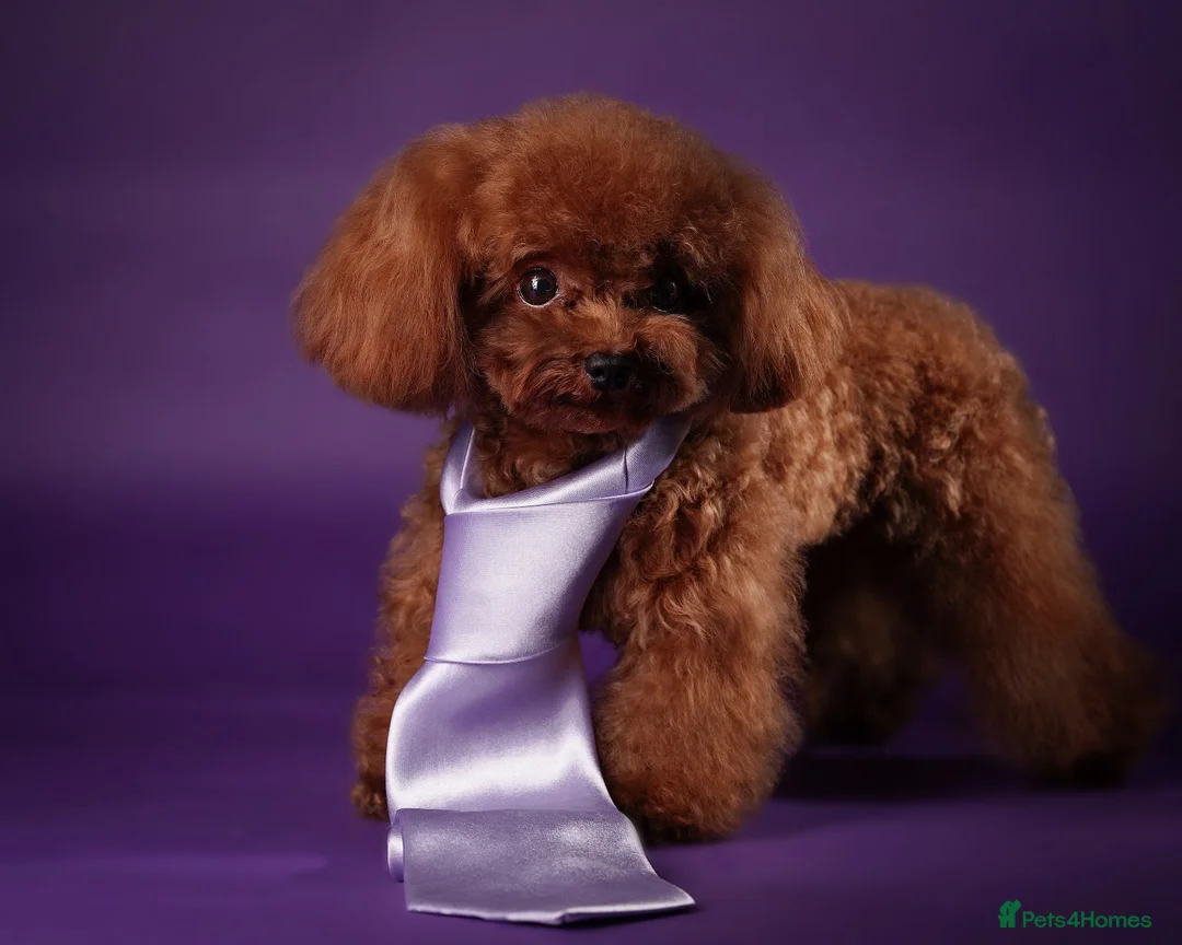 Toy Poodle dogs for stud: Asian Toy poodle -TEDDYCUP in Kettering - Advert 1