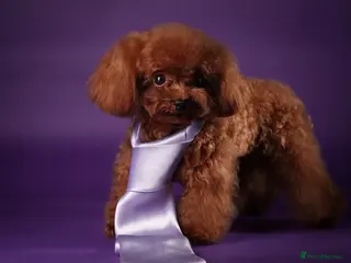 Toy Poodle dogs Asian Toy poodle -TEDDYCUP in Kettering - Advert 22