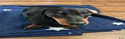 Miniature Dachshund dogs for sale: KC Registered Miniature Smooth-Haired Dachshund - Advert 4