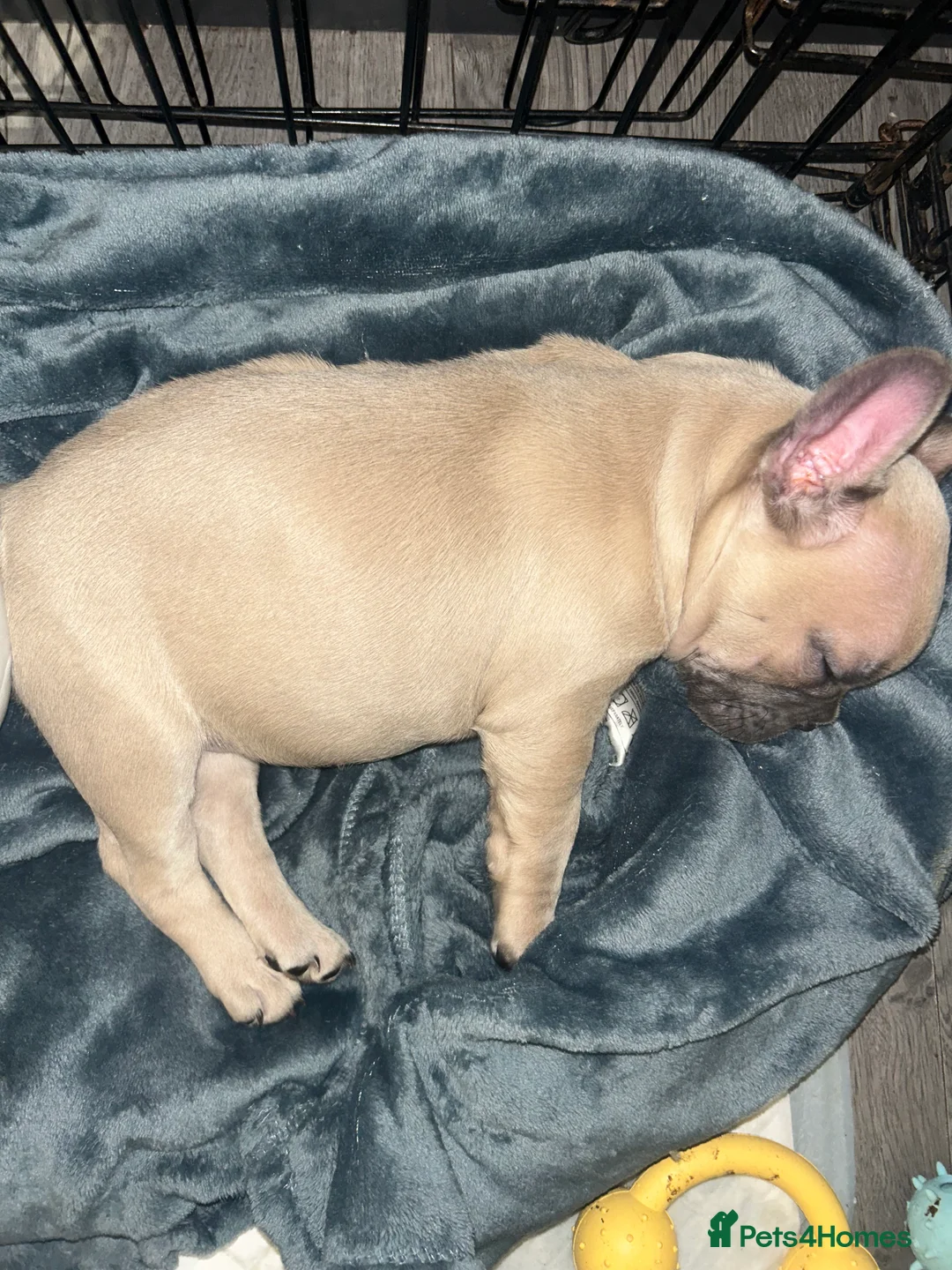 French Bulldog dogs for sale: *LAST ONE* Stunning French Bulldog Puppy - Advert 23