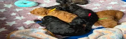 Mixed Breed dogs for sale: Toy x Miniature Poodle Puppies  - Advert 1