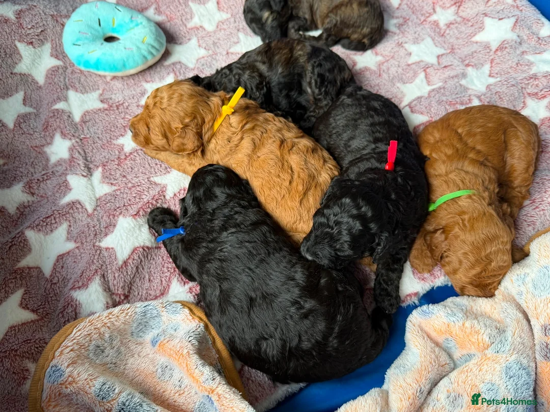 Mixed Breed dogs for sale: Toy x Miniature Poodle Puppies  - Advert 1