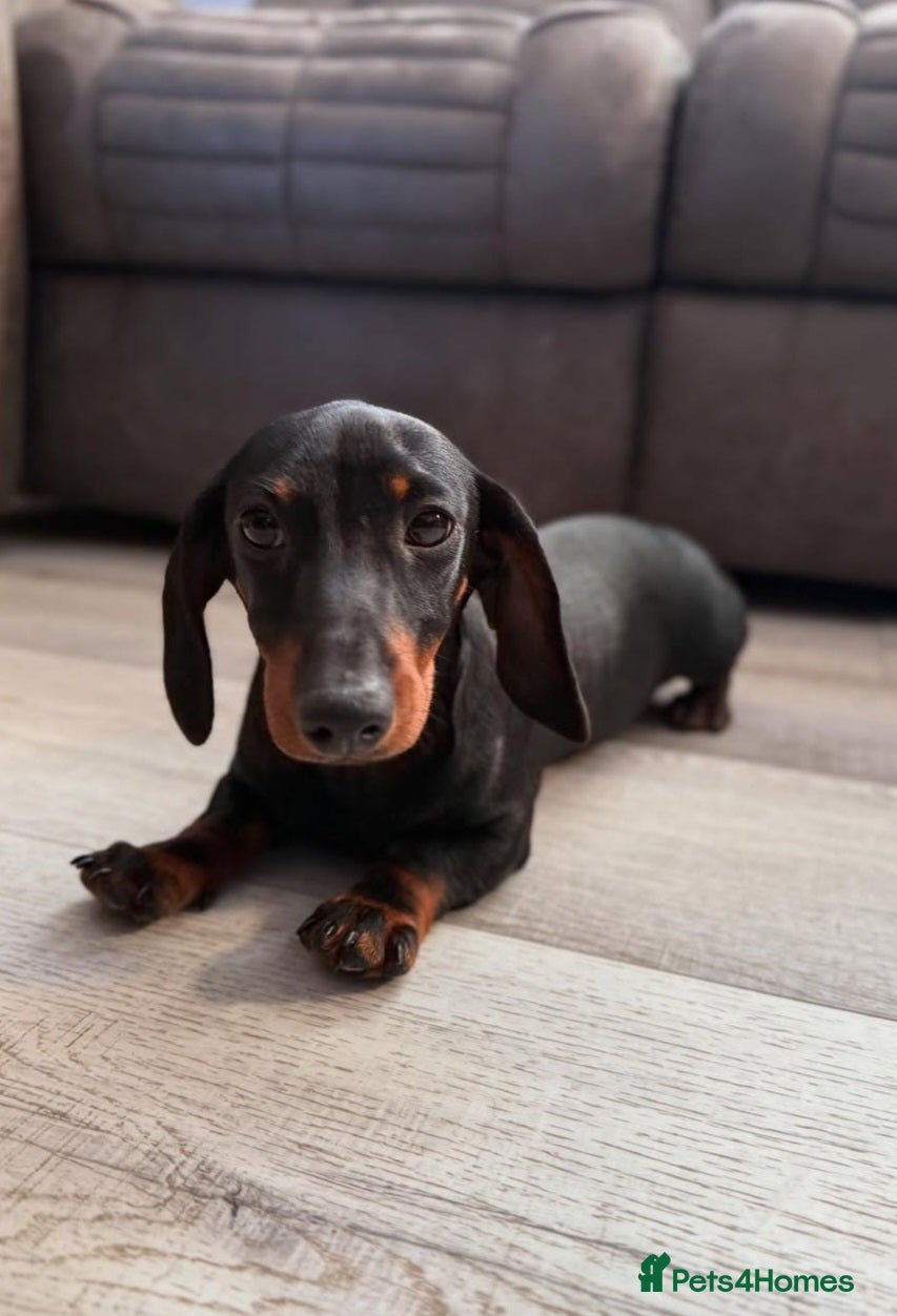 Dachshund dogs Dachshund - Advert 3