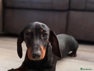 Dachshund dogs Dachshund - Advert 11