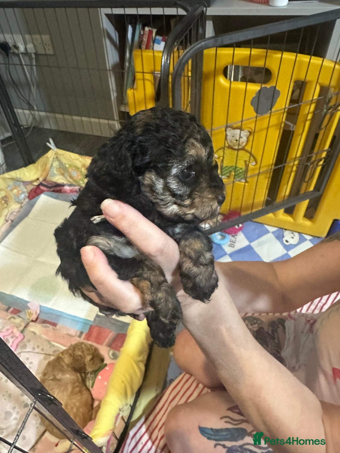 Yorkiepoo dogs for sale: Yorkiepoo puppies for sale - Image 4