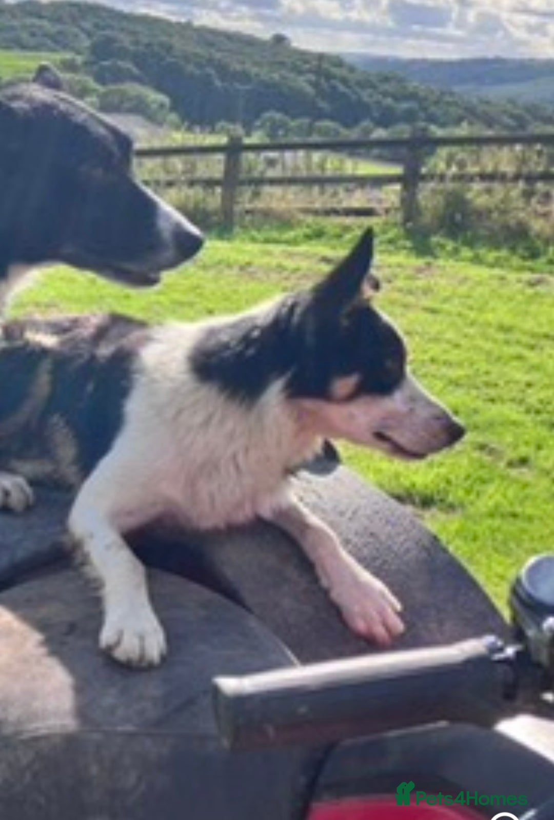 Border Collie dogs for sale: Adorable Sheepdog Pups - Advert 4
