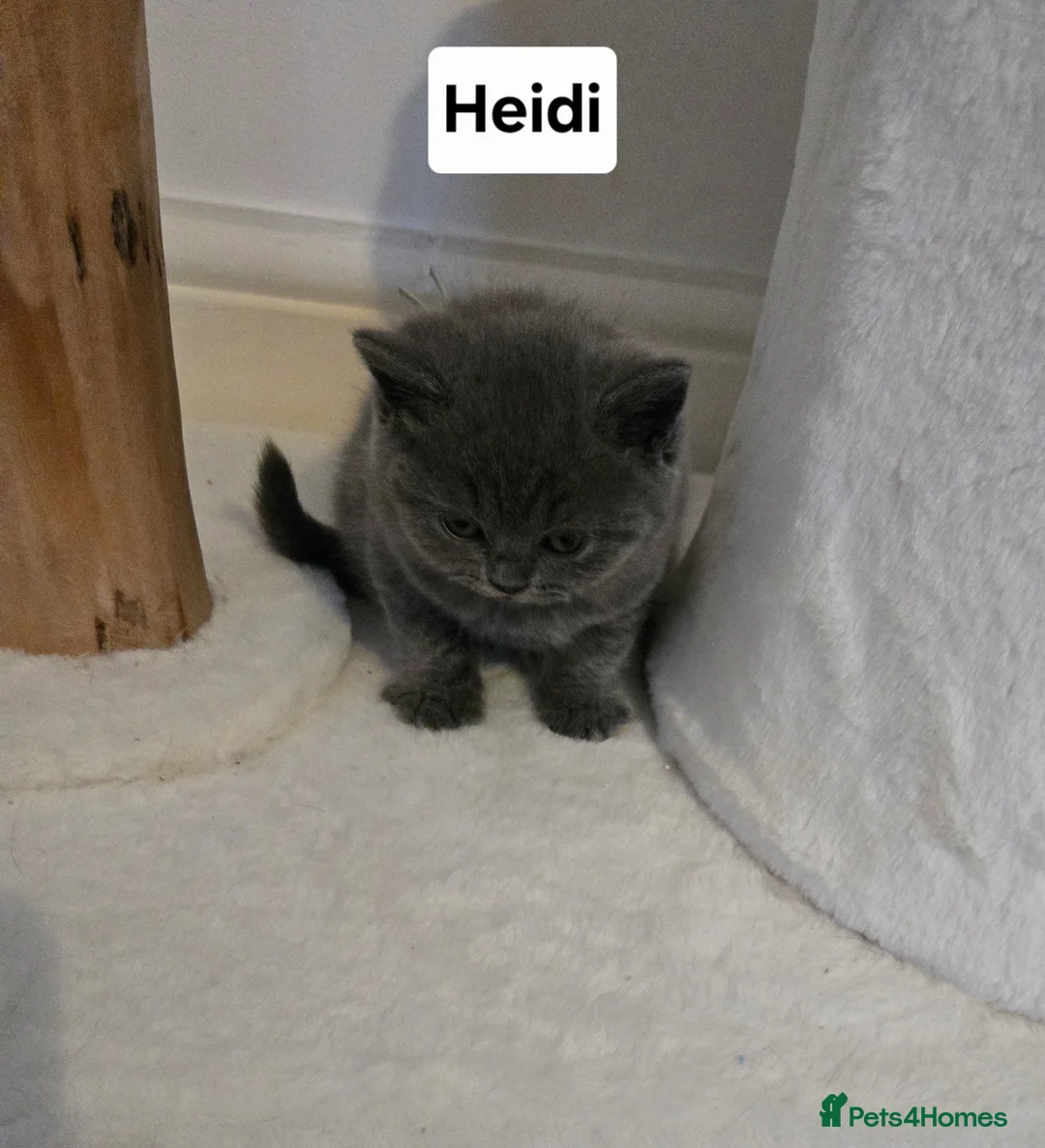 British Shorthair cats for sale: GCCF Registered Pedigree British Shorthair Kittens - Advert 2