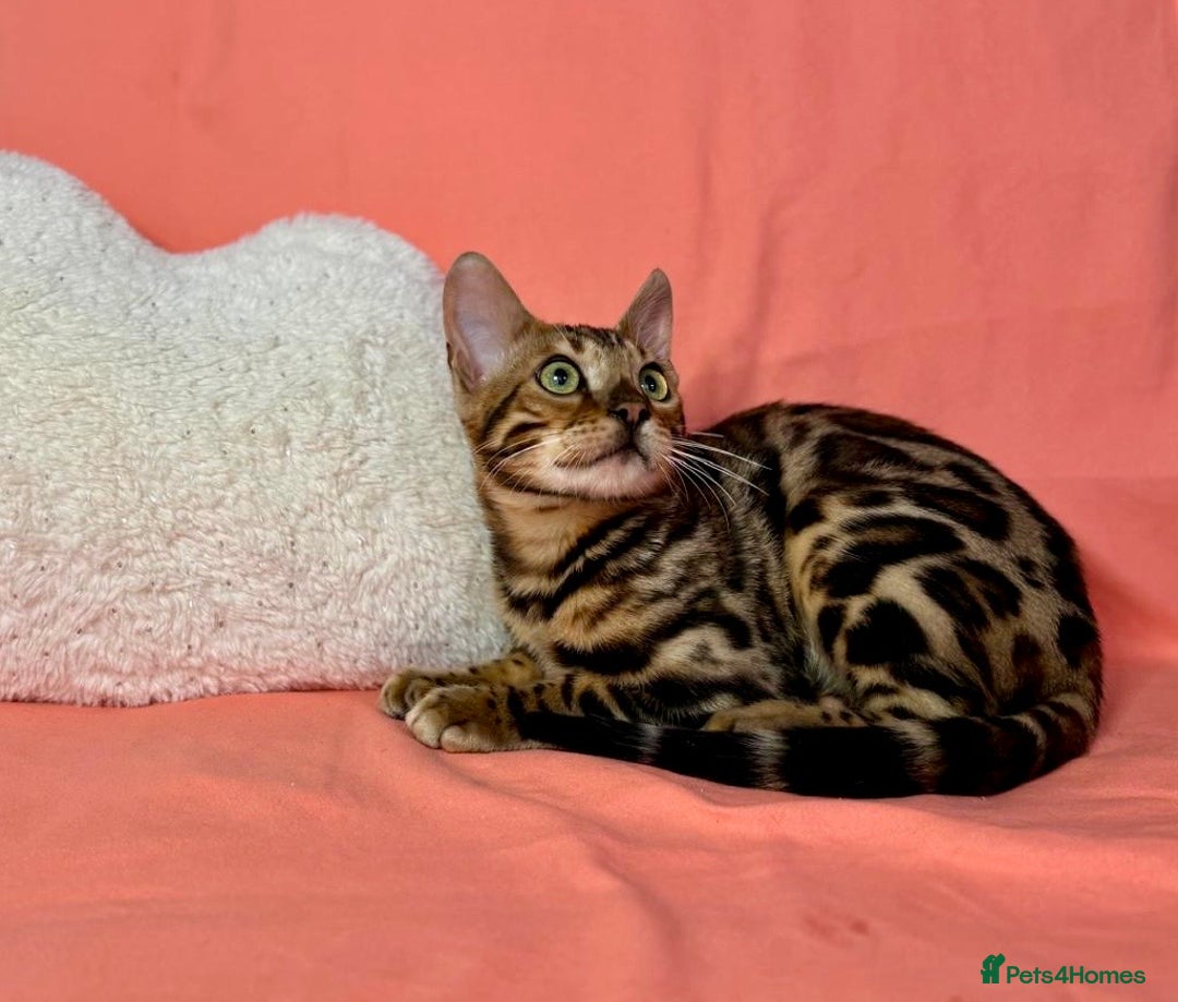 Bengal cats for sale: 🐾Purebred BENGAL Kittens🐾  - Image 11