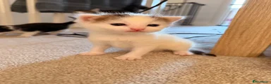 Domestic Shorthair 1