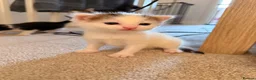 Domestic Shorthair cats for sale: 3 adorable little kittens for sale - Advert 8