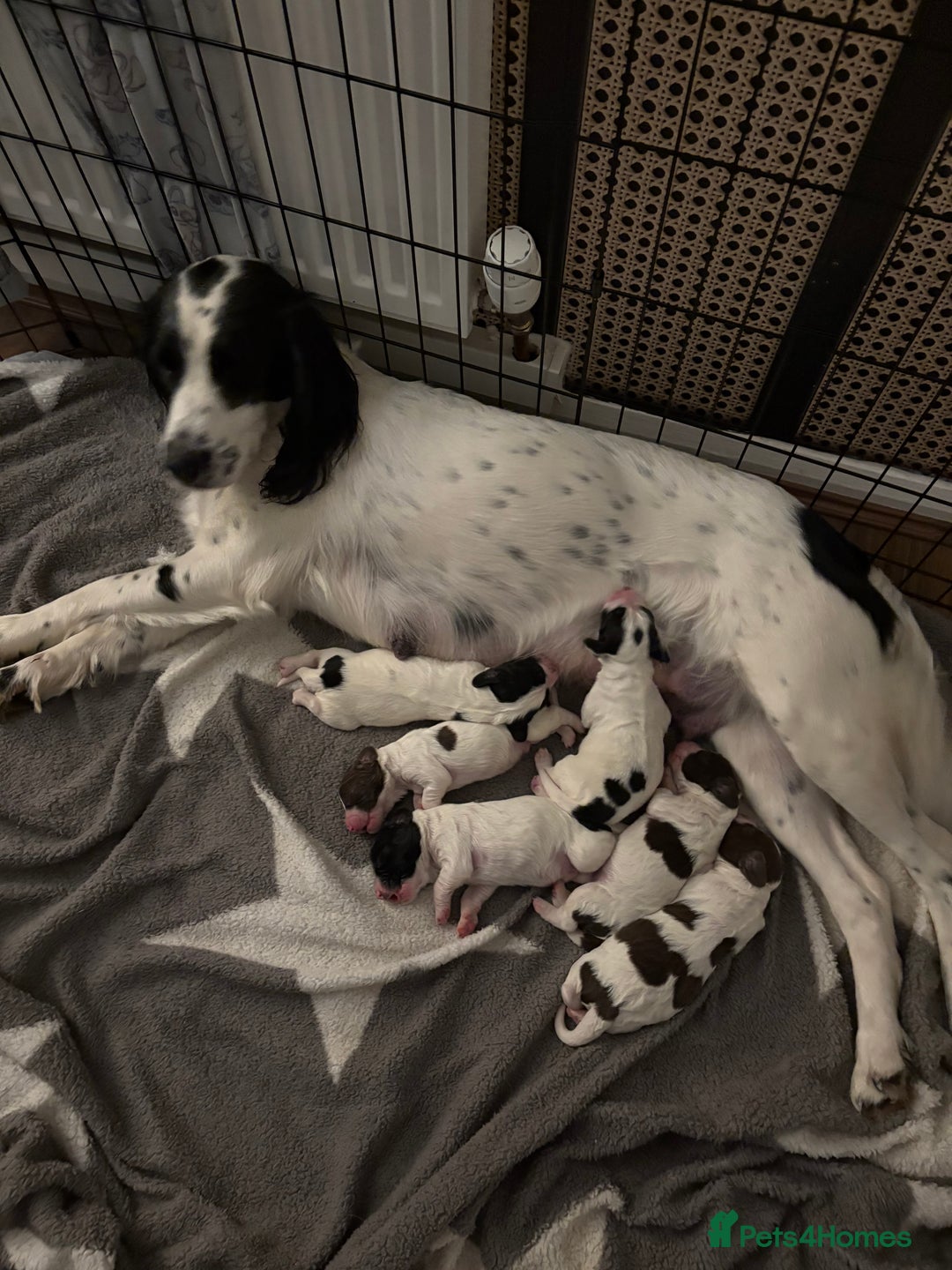 English Springer Spaniel dogs for sale: For sale - Advert 2