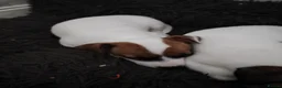 Jack Russell dogs for sale: Jack Russell puppies  in Chatham - Advert 6