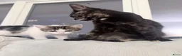 Mixed Breed cats for sale: Two cats for sale  - Advert 2