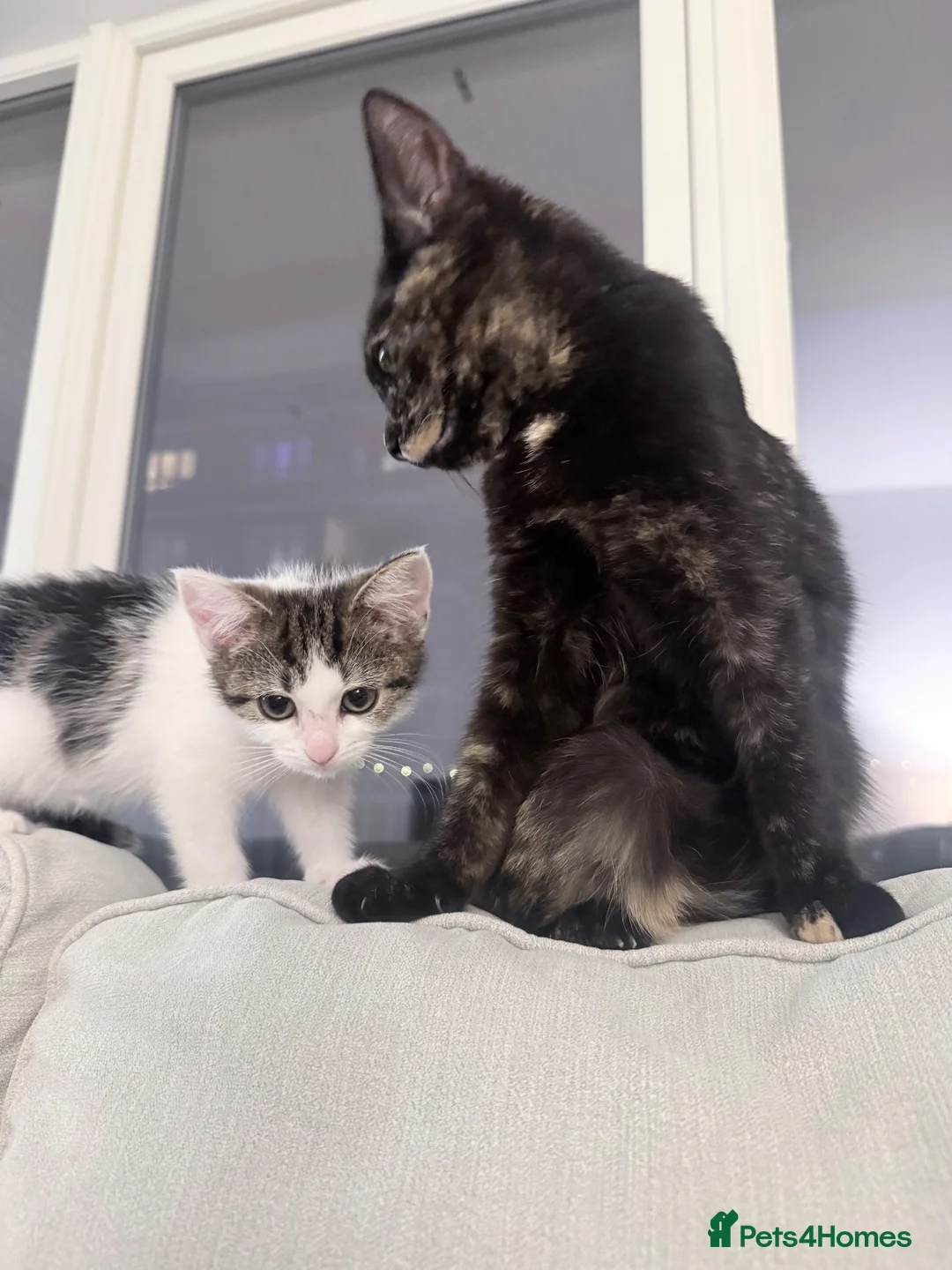 Mixed Breed cats for sale: Two cats for sale  - Advert 2