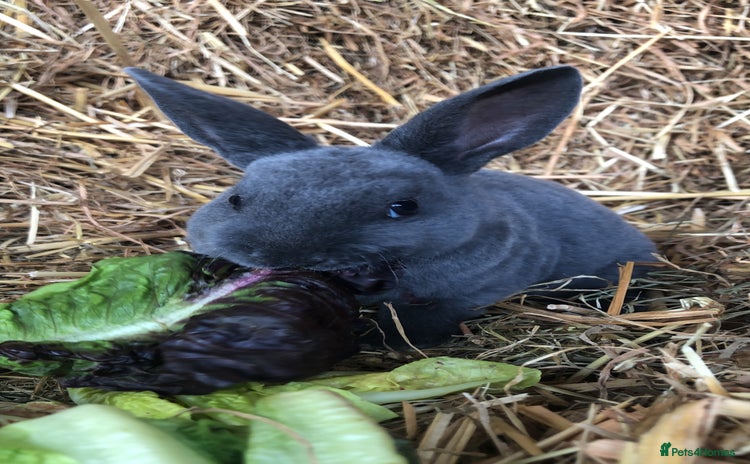 Rex rabbits - Advert 7