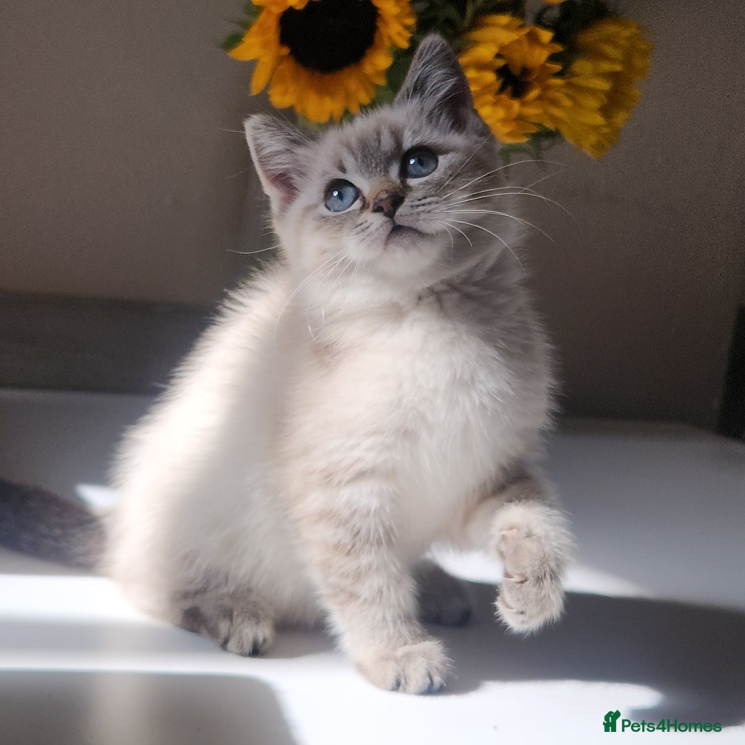 British Shorthair cats for sale: Ready now - Image 1