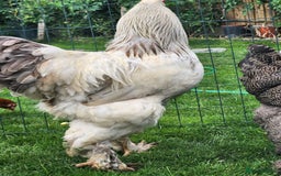 Chickens poultry for sale: Hatching eggs - Image 13