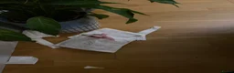 Guinea Pig rodents for sale: Skinny pig - Advert 4
