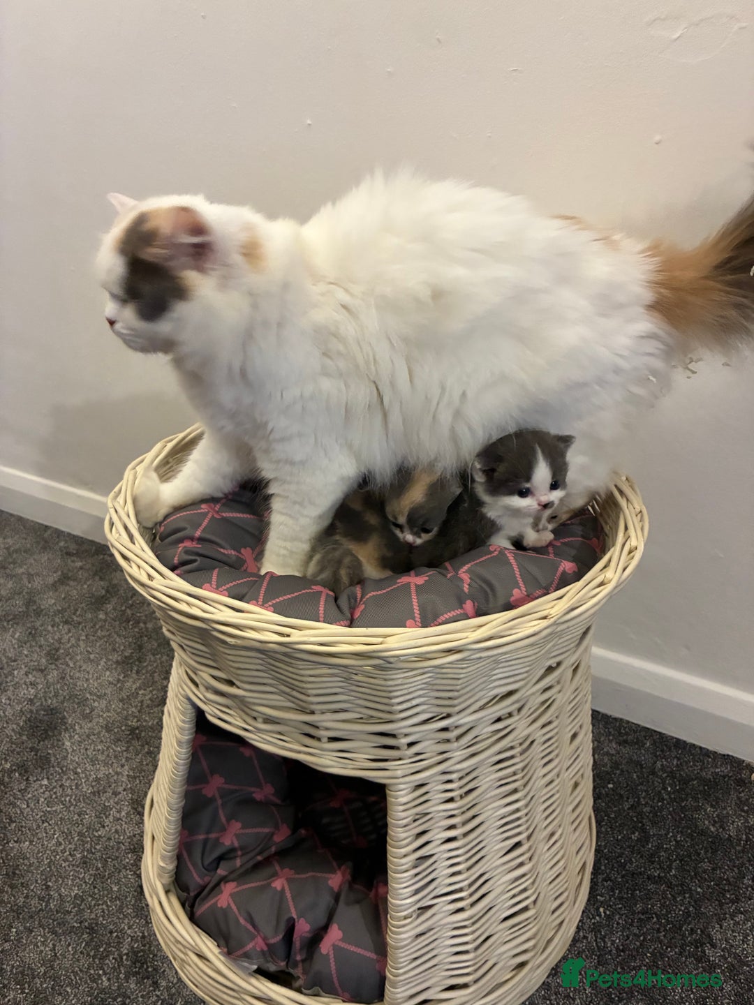 British Shorthair cats for sale: 5 BSH TICA REGISTERED KITTENS - Advert 2