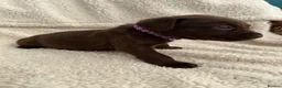 Labrador Retriever dogs for sale: Chocolate Labrador Puppies - Advert 10