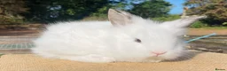 Lionhead rabbits for sale: Stunning double maned lionhead rabbits - Advert 15