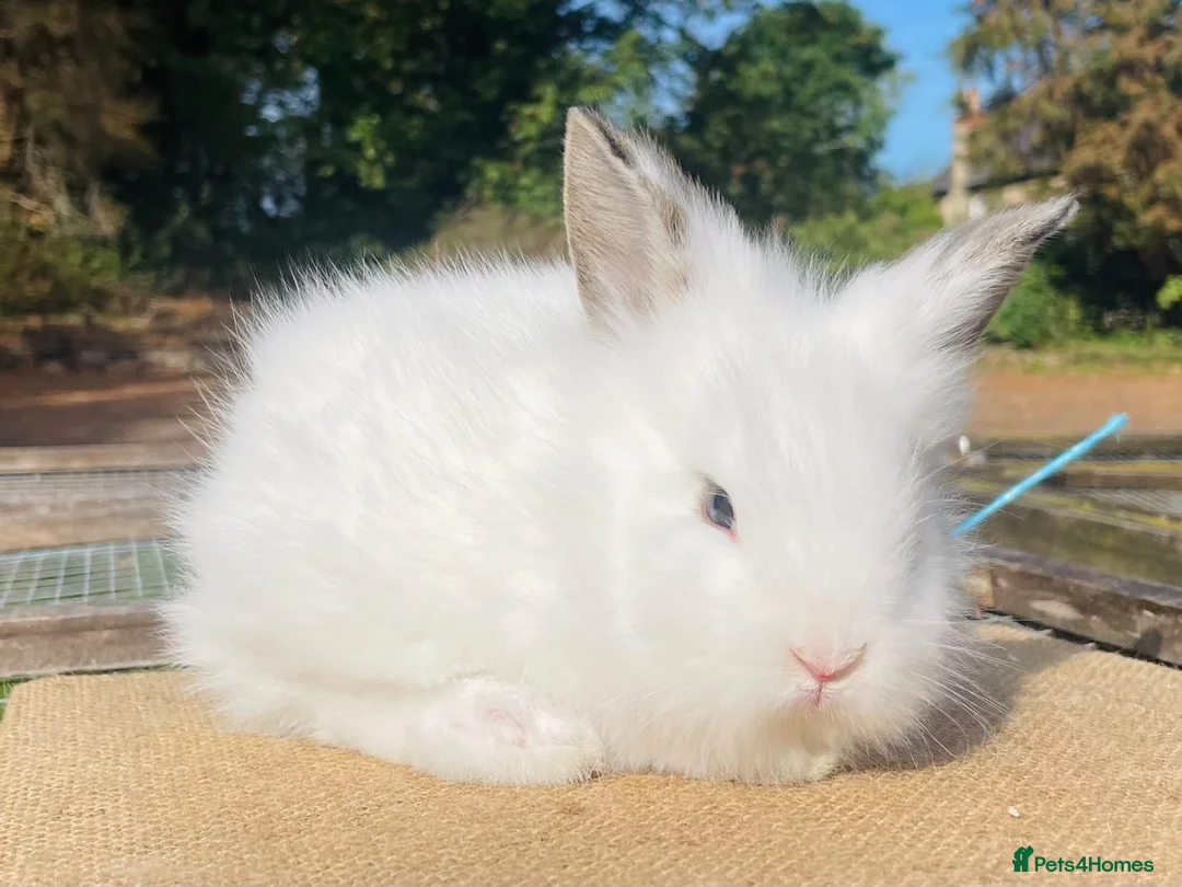 Lionhead rabbits for sale: Stunning double maned lionhead rabbits - Advert 15