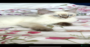 Ragdoll cats - Advert 2