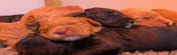 Cockapoo dogs for sale: F1 Miniature Cockapoo Pups, Health Tested Parents - Advert 15
