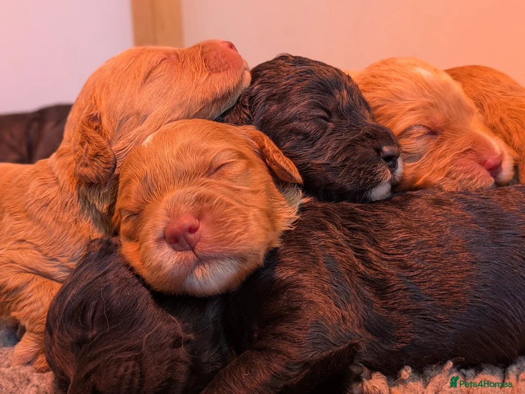Cockapoo dogs for sale: F1 Miniature Cockapoo Pups, Health Tested Parents - Advert 15