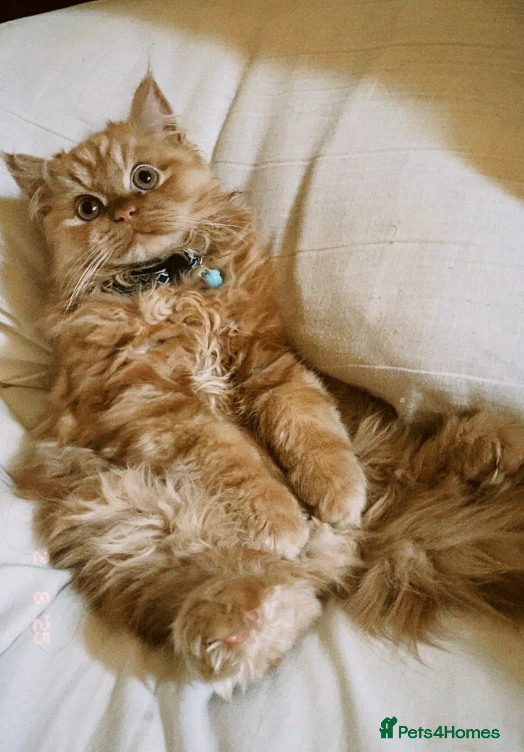 Persian cats for stud: Proven Ginger Persian Stud |Experienced and gentle - Advert 1