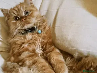 Persian cats Proven Ginger Persian Stud |Experienced and gentle - Advert 15