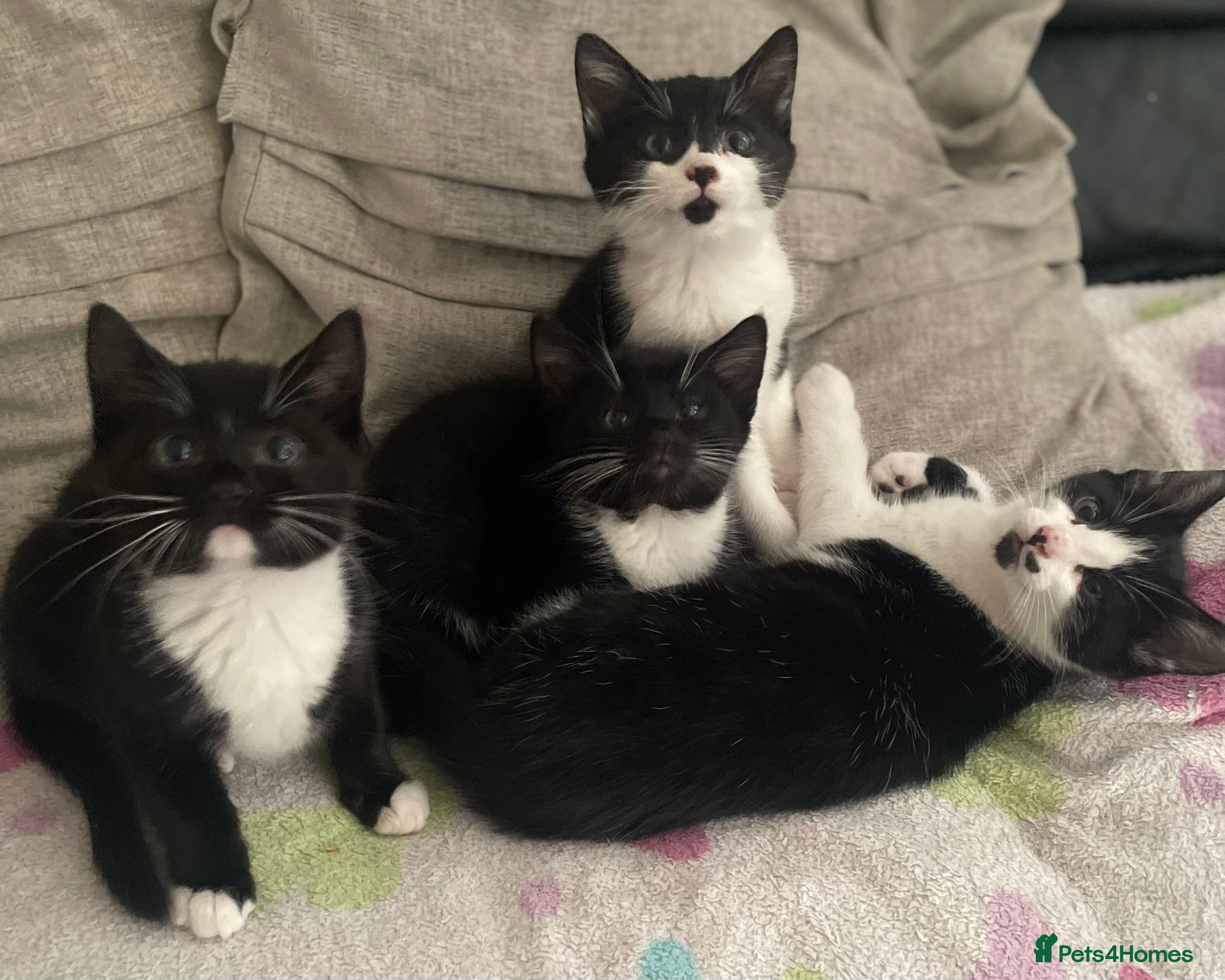 Mixed Breed cats 6 Adorable Kittens ready for loving homes! - Advert 10