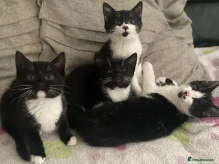 Mixed Breed cats 6 Adorable Kittens ready for loving homes! - Advert 10