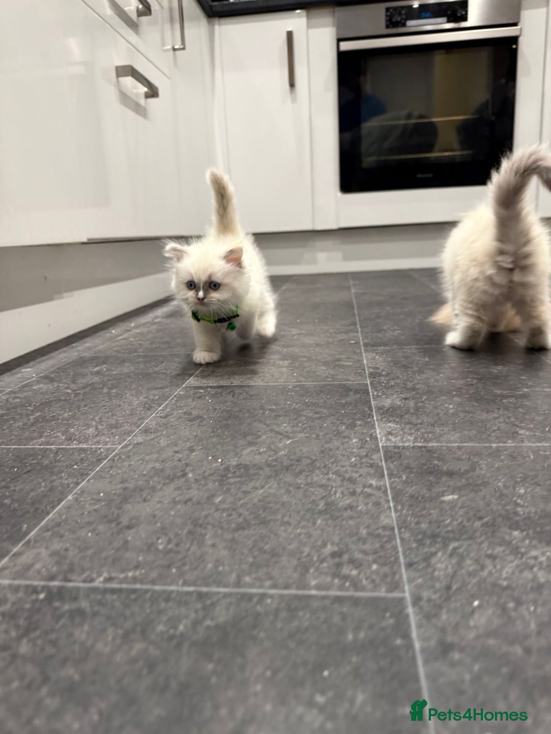 Ragdoll cats for sale: Adorable Pure Ragdoll Kittens - Advert 15