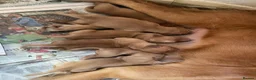 Golden Retriever dogs for sale: Two male pups  - Advert 7