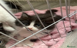 British Longhair cats for sale: Kittens - Image 3