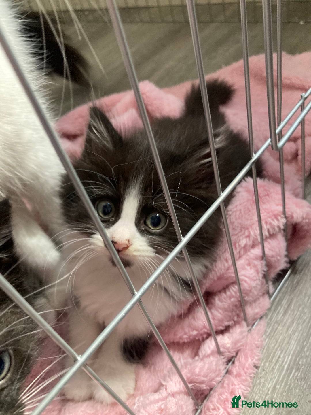 British Longhair cats for sale: Kittens - Image 3