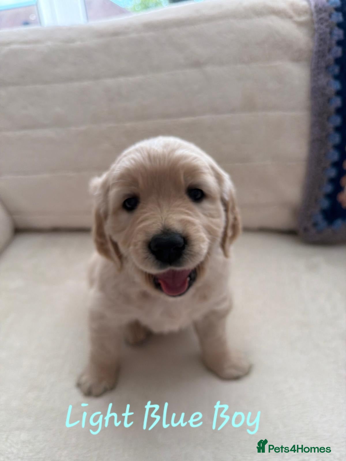 Golden Retriever dogs for sale: Stunning Golden Retriever Pups - Advert 1