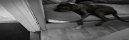 Cane Corso dogs for sale: Cane corso 1 year old - Advert 2