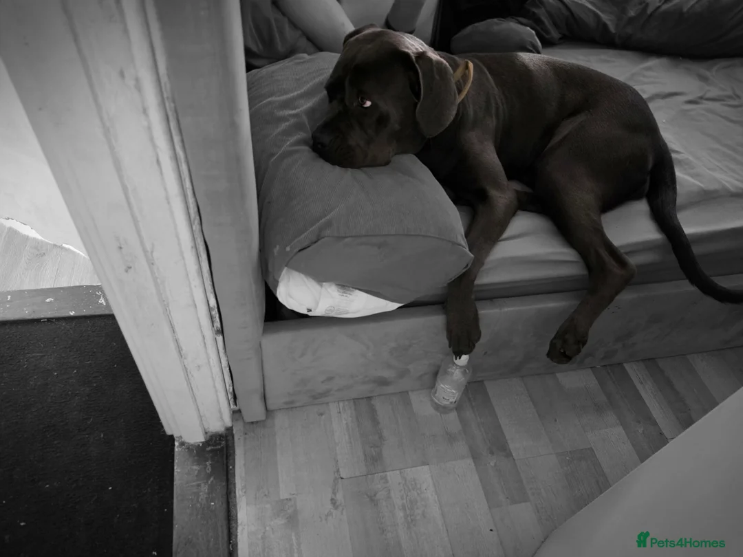 Cane Corso dogs for sale: Cane corso 1 year old - Advert 2