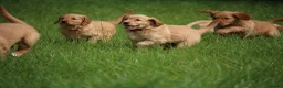 Golden Retriever dogs for sale: KC Registered Working Golden Retriever Puppies - Advert 12