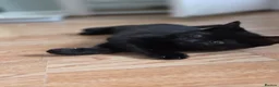 Mixed Breed cats for sale: READY TO LEAVE Domestic short hair X British blue  - Advert 2