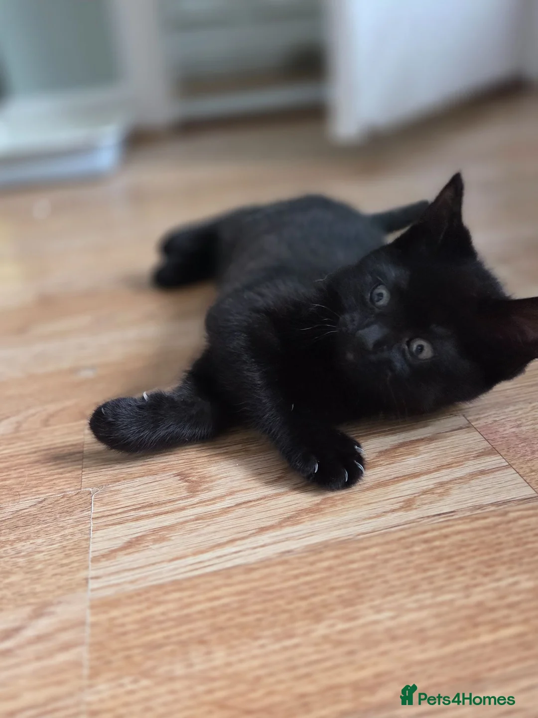 Mixed Breed cats for sale: READY TO LEAVE Domestic short hair X British blue  - Advert 2