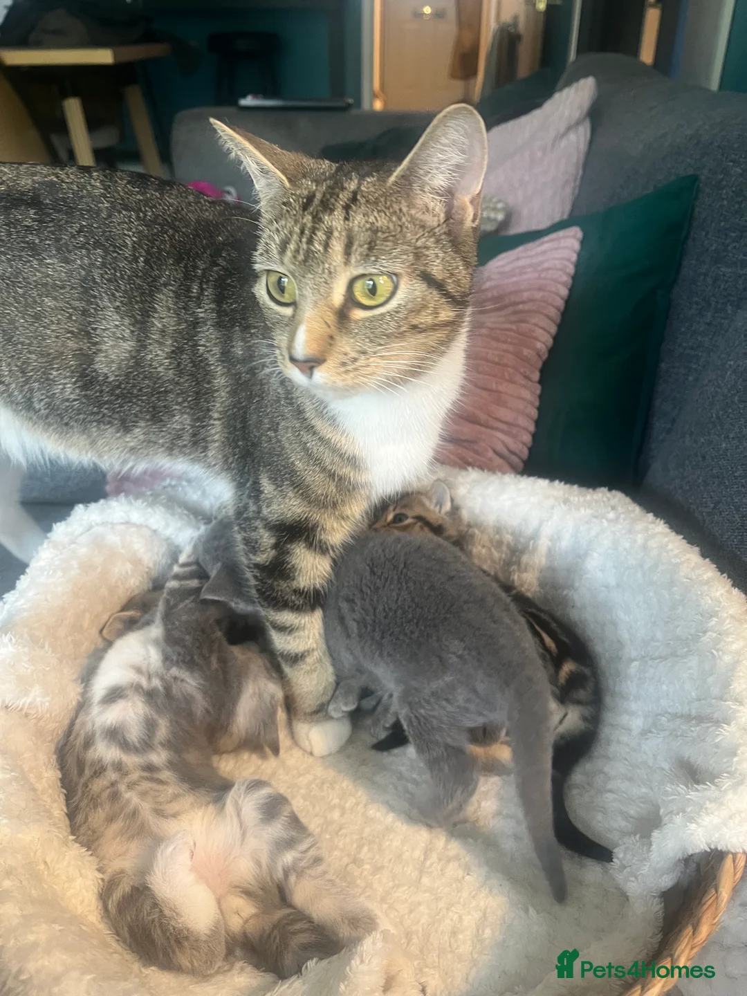 Mixed Breed cats for sale: Adorable Male Tabby Kittens for Sale 🐾 in Bordon - Advert 2
