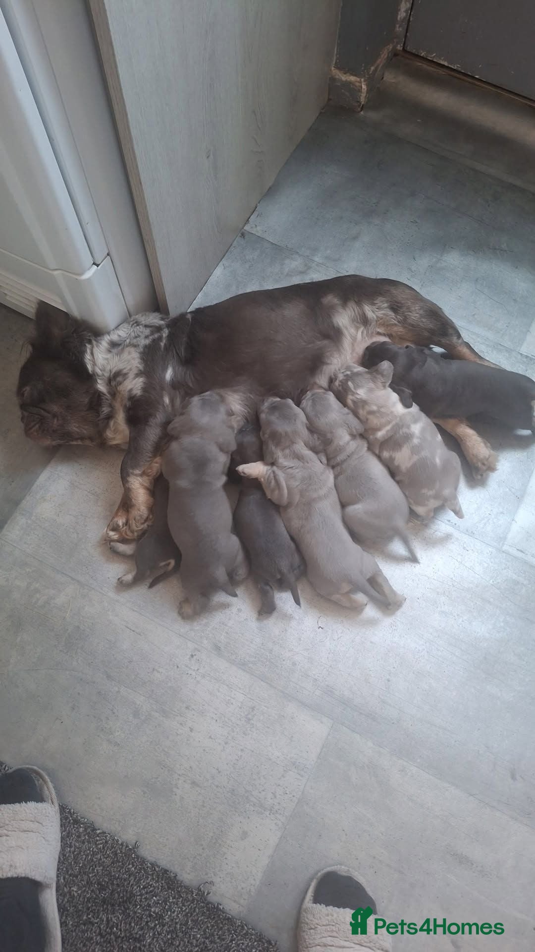 Mixed Breed dogs 3/4 french bulldog X miniature dachshund  - Advert 1
