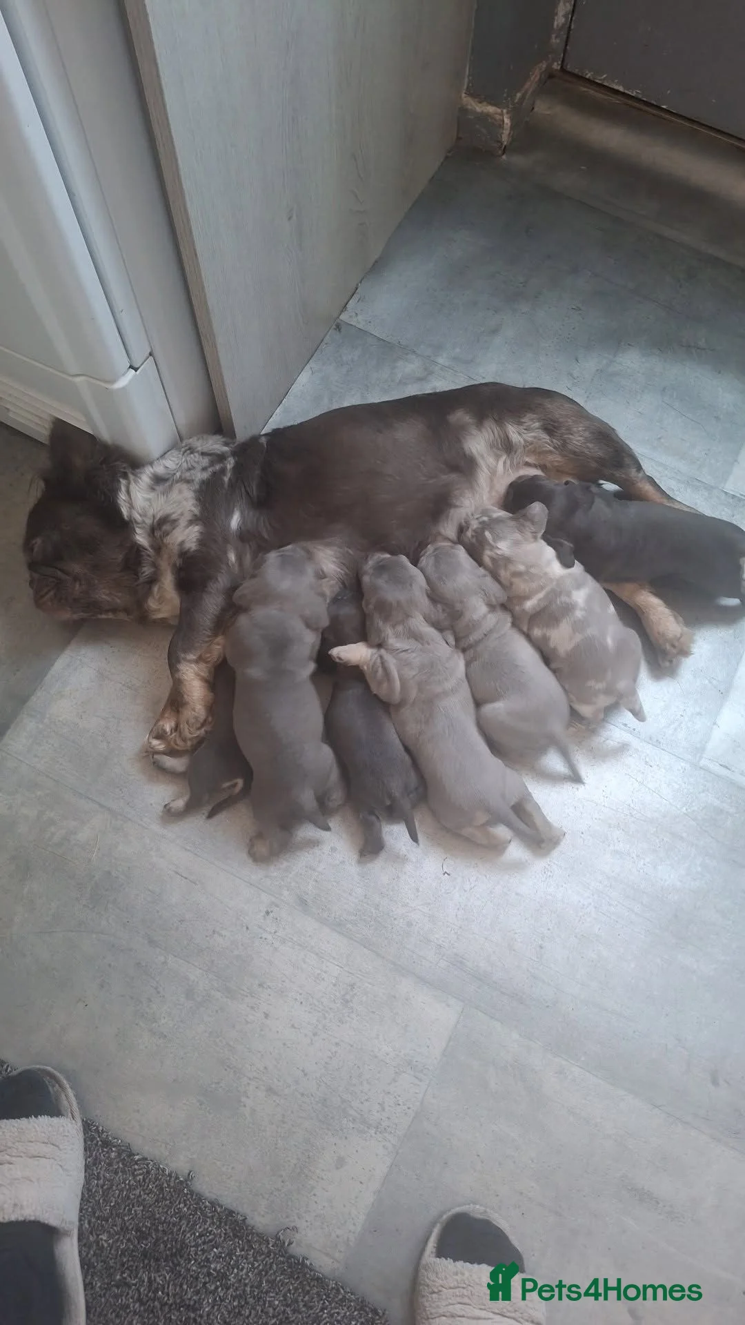 Mixed Breed dogs for sale: 3/4 french bulldog X miniature dachshund  in Dewsbury - Advert 1