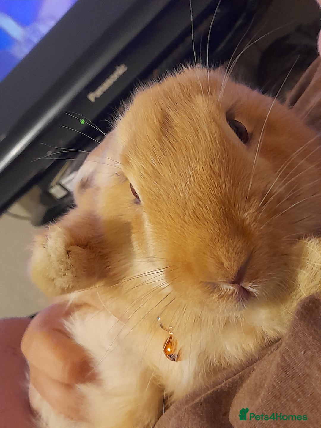 Continental Giant rabbits for sale: Continental rabbit  - Advert 12