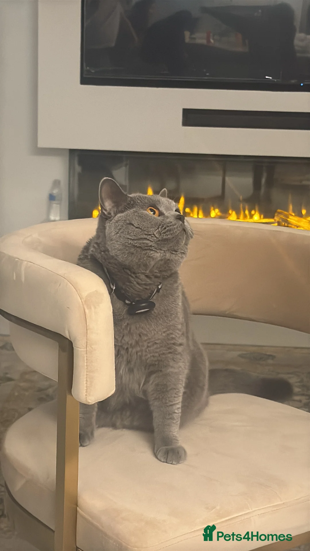 British Shorthair cats for sale: Beautiful loving BSH - Advert 3