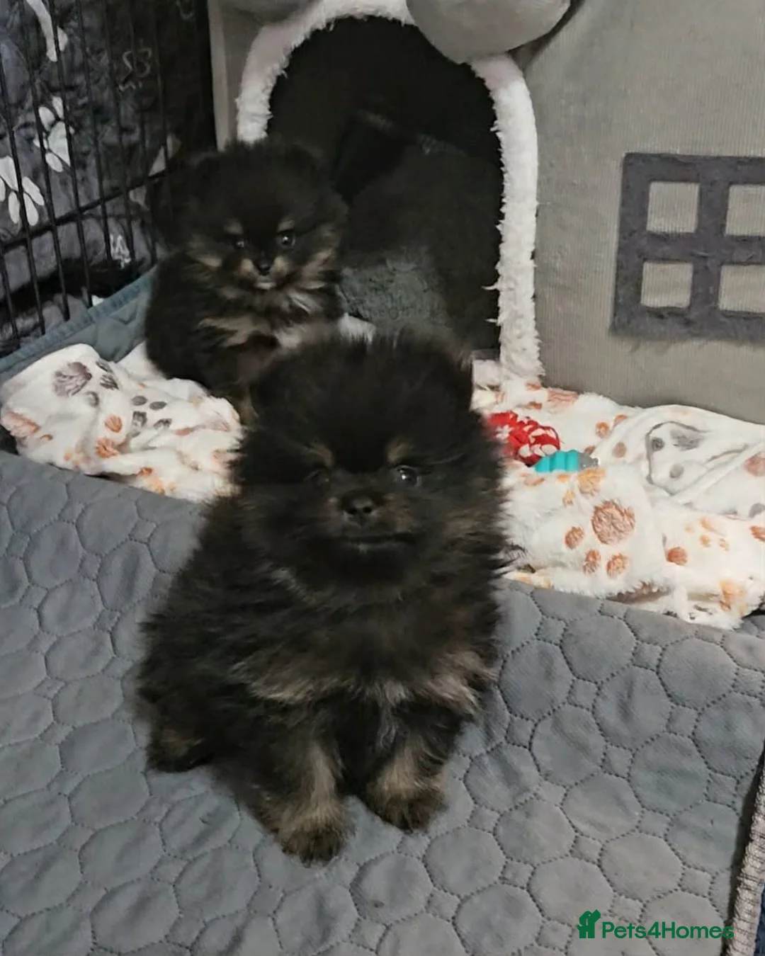 Pomeranian dogs for sale: Stunning litter Pomeranian puppies.  - Advert 19